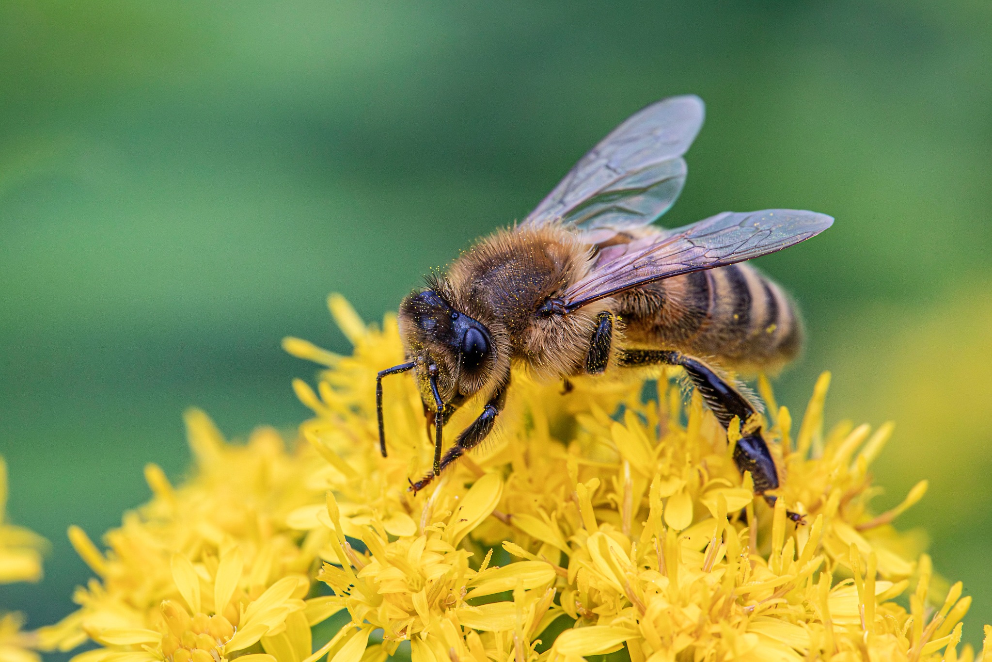 Honey bee feeding on a flower in Ghana