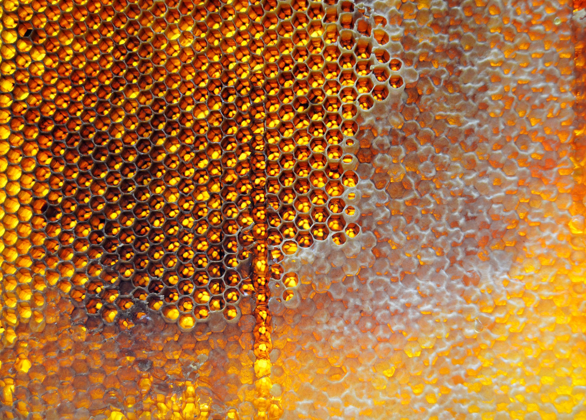 Honeycomb showing stored honey