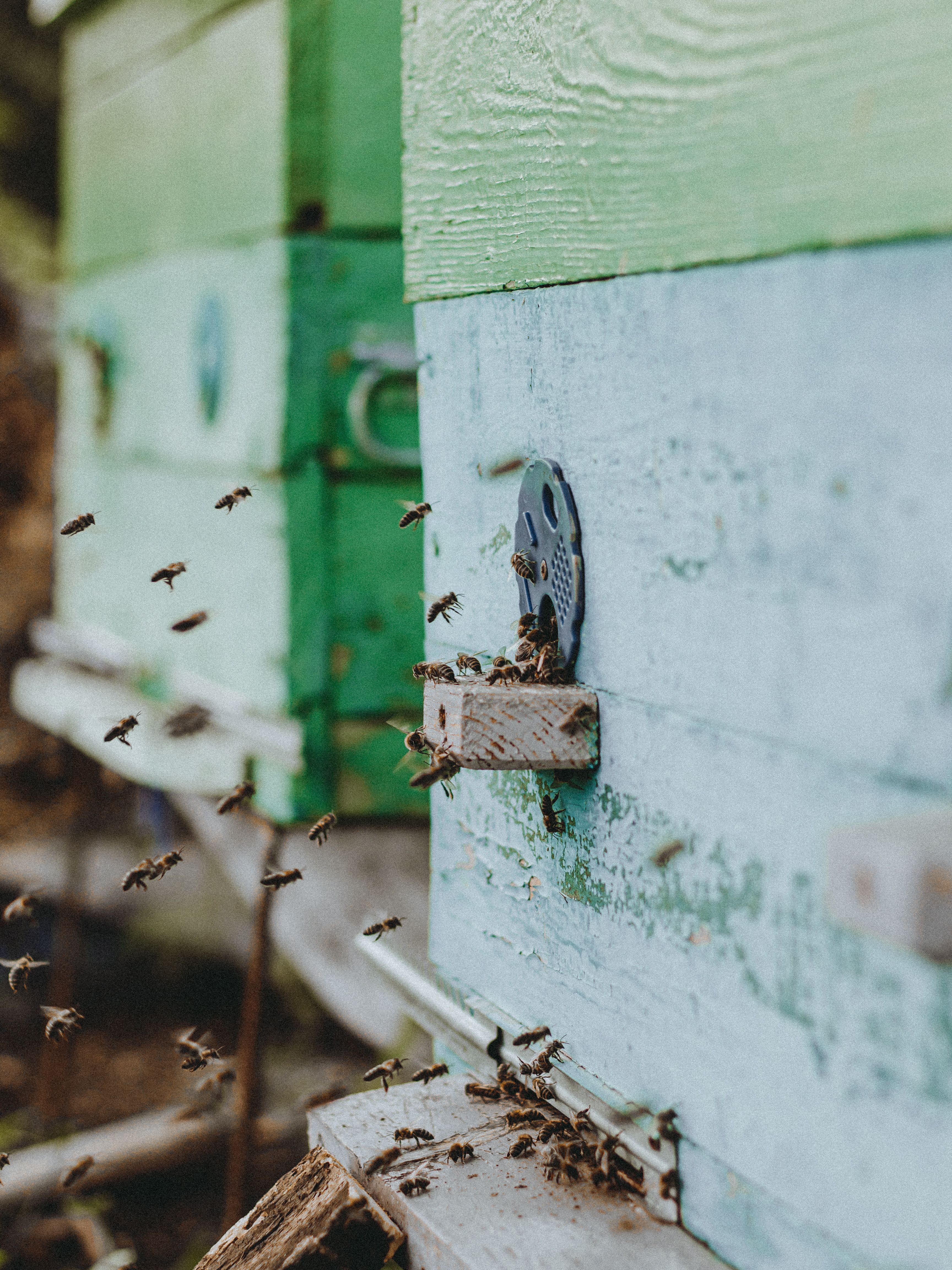 Bees working at the entrance of a hive